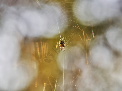森林里蜘蛛的网背景图片
