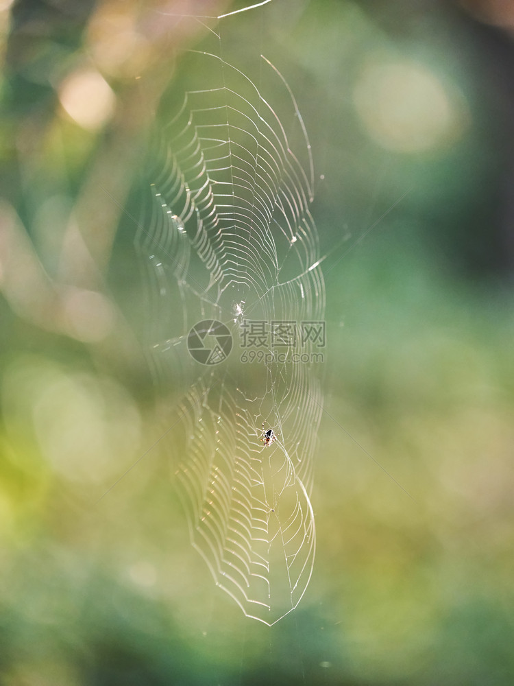 森林里蜘蛛的网图片
