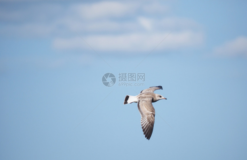 海鸥飞向蓝天图片