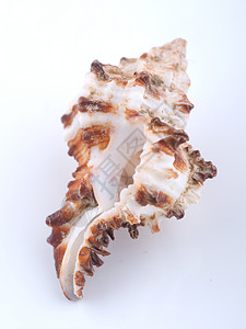 白色背景的海壳背景图片