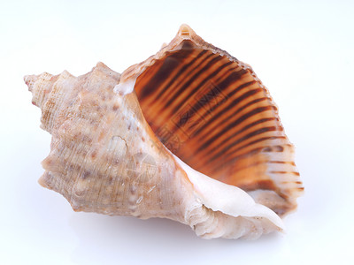 白色背景的海壳图片