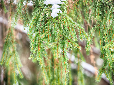 雪中的小枝图片