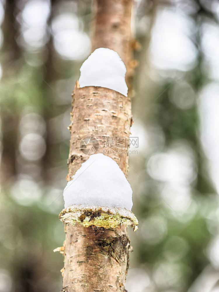 雪中蘑菇图片