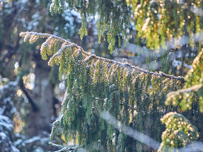 在雪中割树枝冬天图片