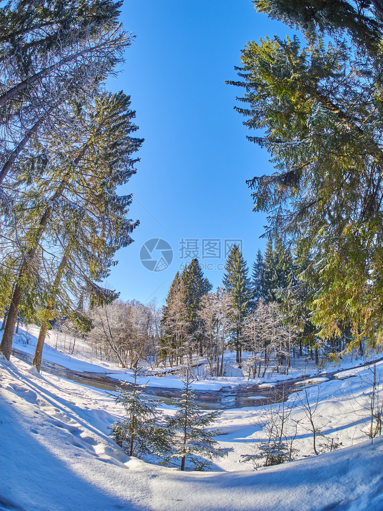 冬在森林中图片