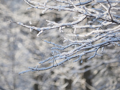 雪中的树枝冬天图片