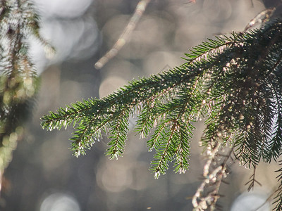 森林里的圣诞树枝冬天背景图片