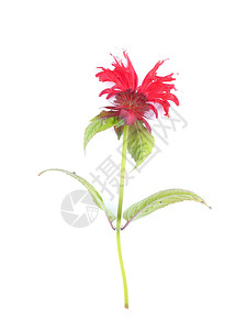 白色背景的红花朵背景图片