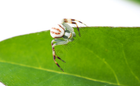 白色背景的蜘蛛和绿叶图片
