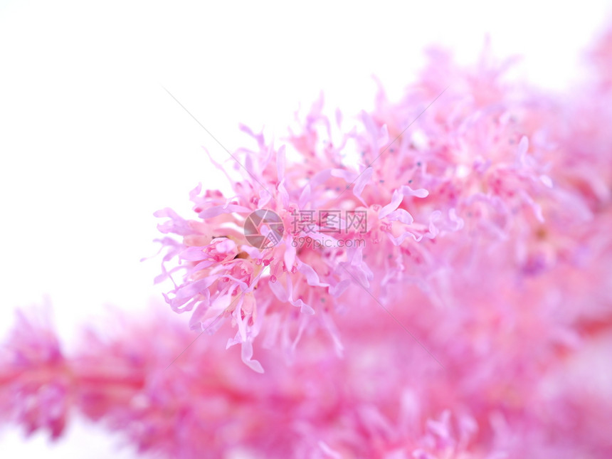 白色背景上粉红的花朵图片