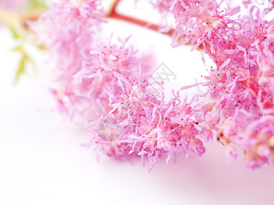 白色背景上粉红的花朵图片