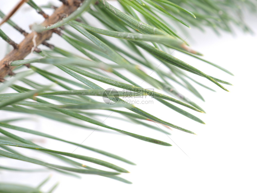 白色背景的绿松树枝图片