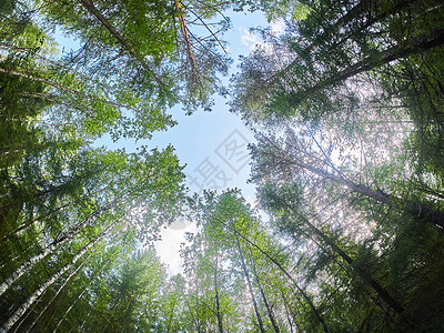 森林中的树冠向下图片