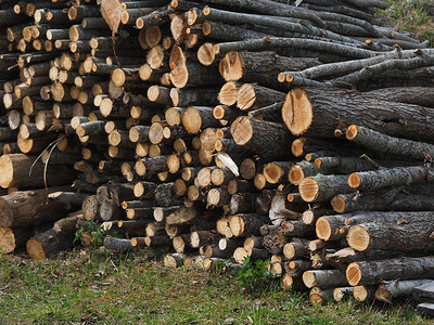 森林里的锯树俄罗斯卡丽亚高清图片