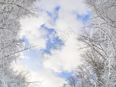 冬天在森林里泰加图片