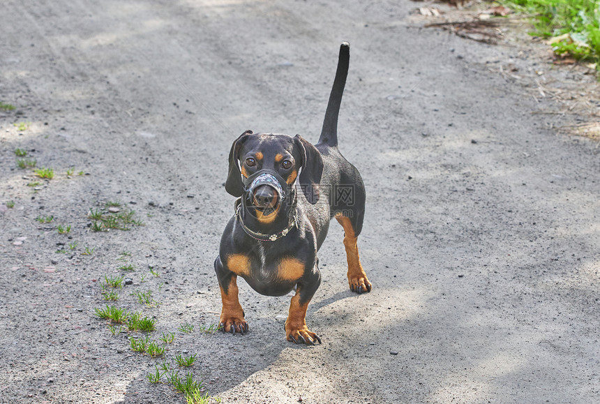 Dachshund狗在森林的路上夏天图片