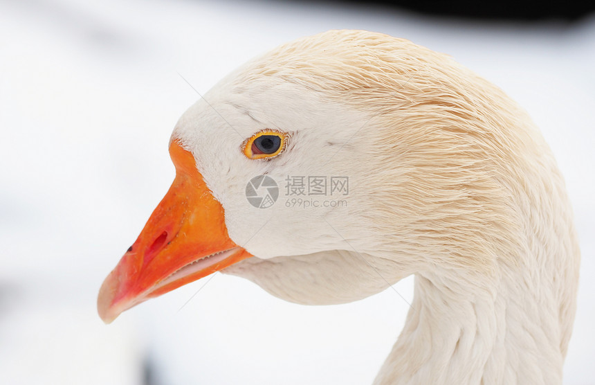 村里的白鹅冬天图片