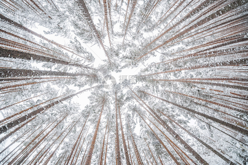 下雪时的森林冬天图片