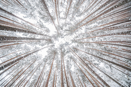 下雪时的森林冬天图片