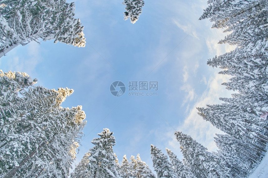 冬季树冠从下到顶的图片