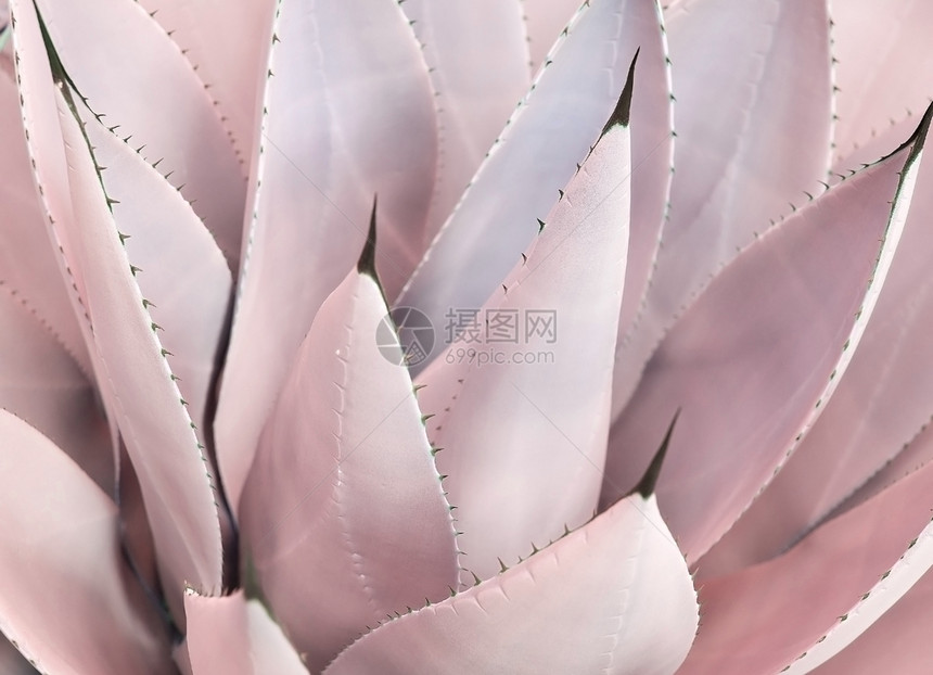 粉色的植物茎叶图片