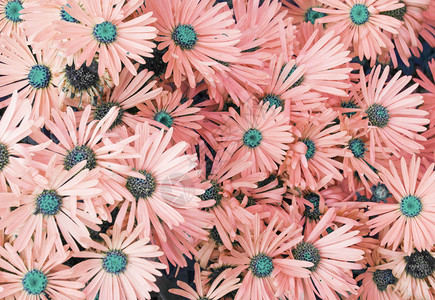 粉色的花朵鲜花植物背景图片
