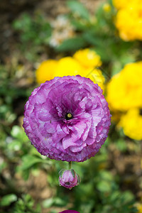 紫色温馨康乃馨花骨朵背景图片