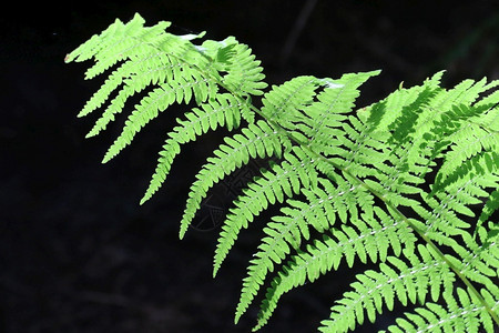 蕨菜绿色类植物图片