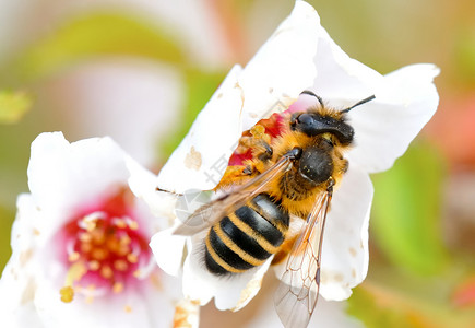 花朵上采蜜的蜜蜂背景图片
