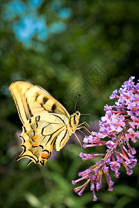 黄花上的大蝴蝶紫色电影动物背景图片