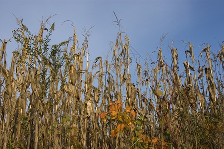 干燥的玉米茎秸秆作物农场图片