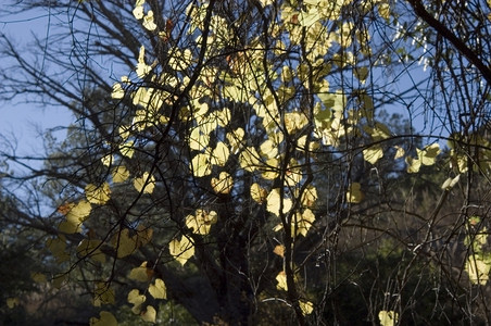 里德米勒背光树叶闪图片