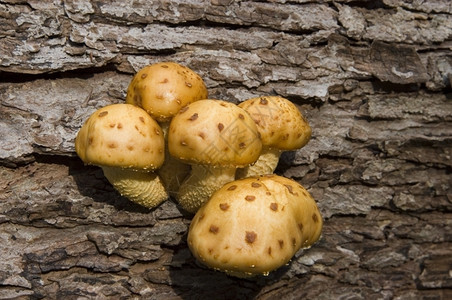 树枝上生长的蘑菇图片