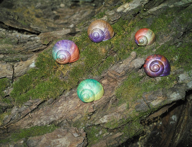 绘画家贝壳涂在蜗牛上图片