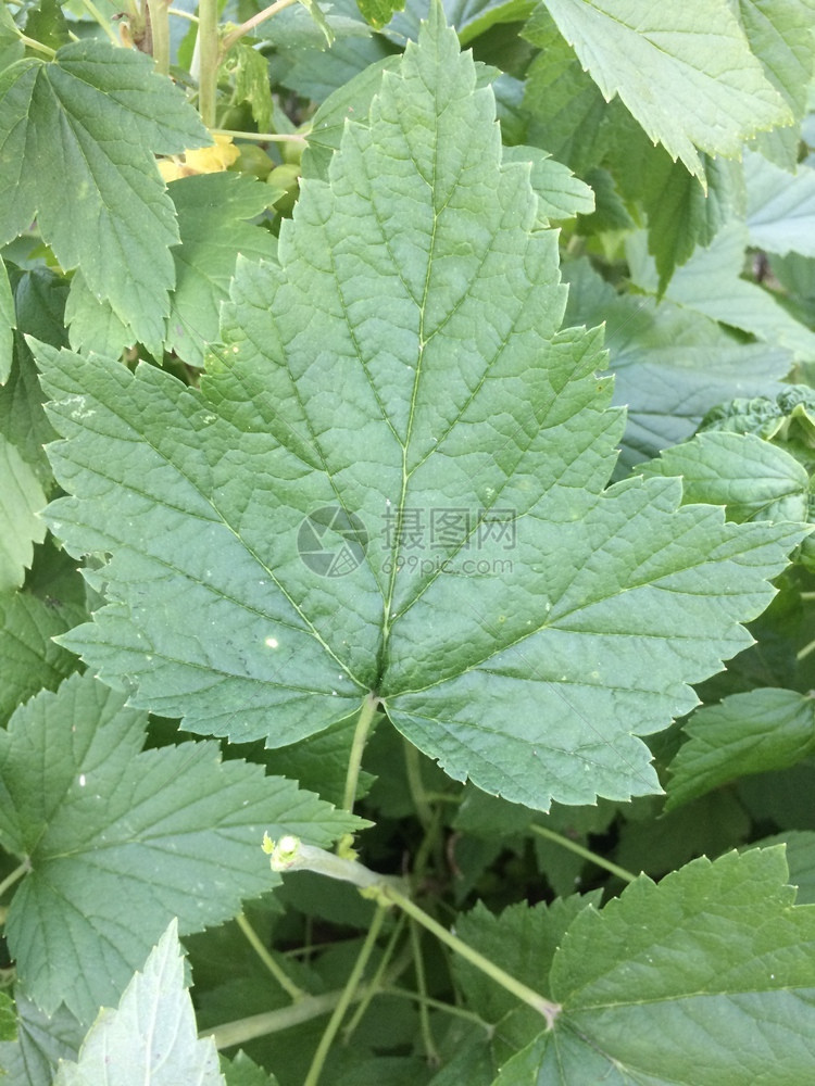 绿草原树叶黑醋栗花园质地图片