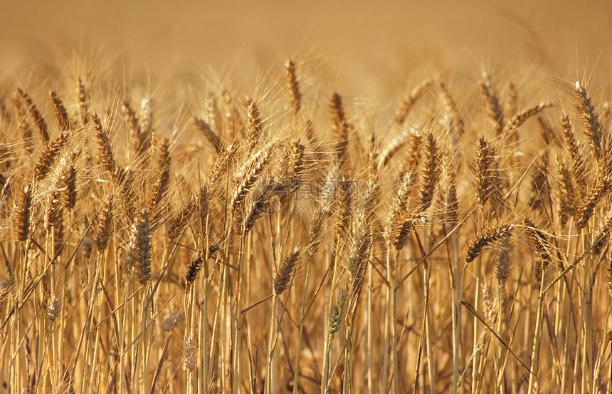 乡村的农田小麦收成图片