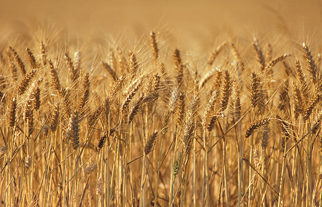 乡村的农田小麦收成背景图片