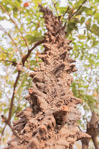 荆棘有刺的树旅行泰国图片