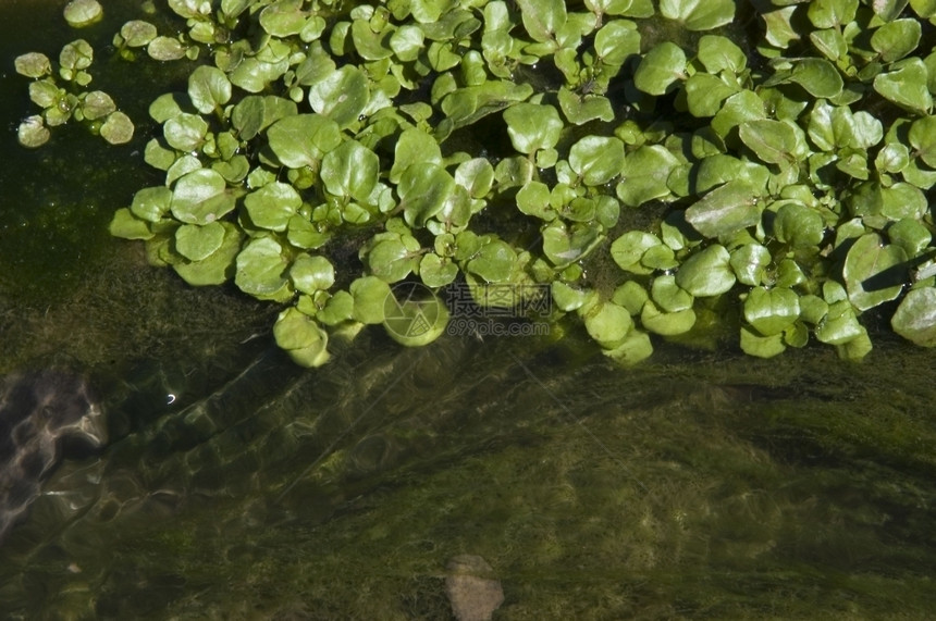 自然潮湿豆瓣菜储水器图片
