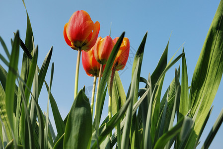 红色郁金香植物背景图片