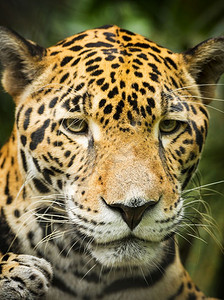 美丽的黑豹背景图片
