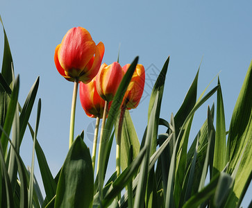 红色郁金香背景图片