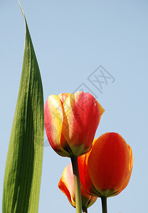 红色郁金香植物图片