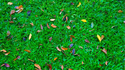 草地上的秋叶图片