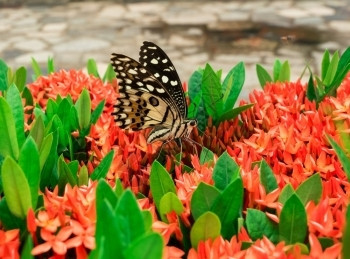 红色花上的蝴蝶背景图片