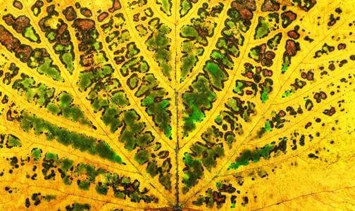 秋季树叶纹理背景图片