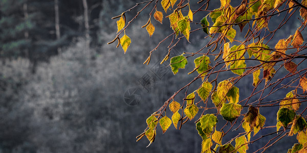 秋天里的霜叶背景图片