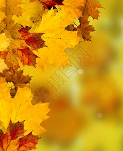 秋天黄色的树叶图片