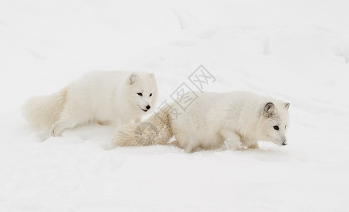 可爱的北极狐图片