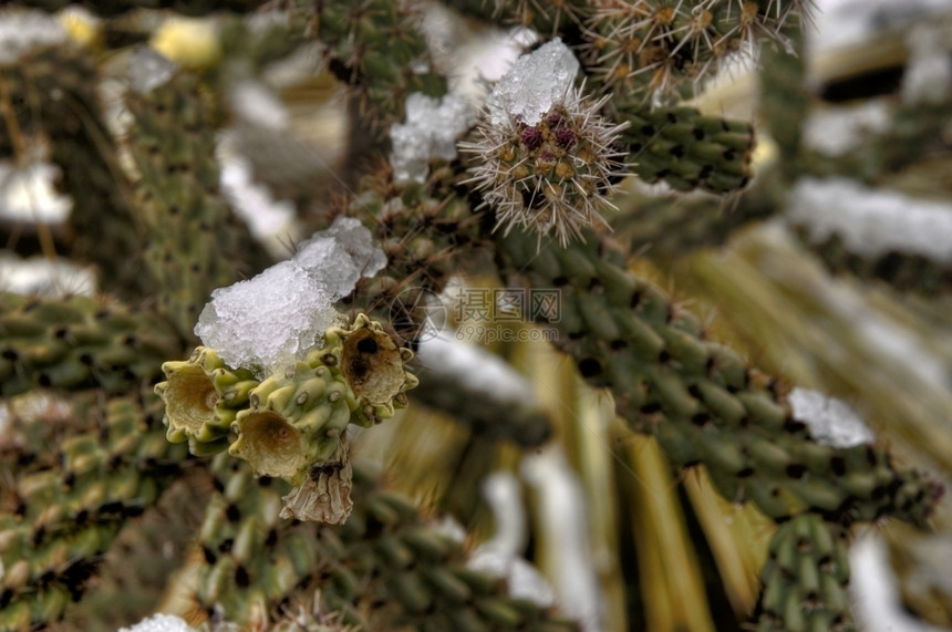 灌木霍乱雪全罗仙人掌图片